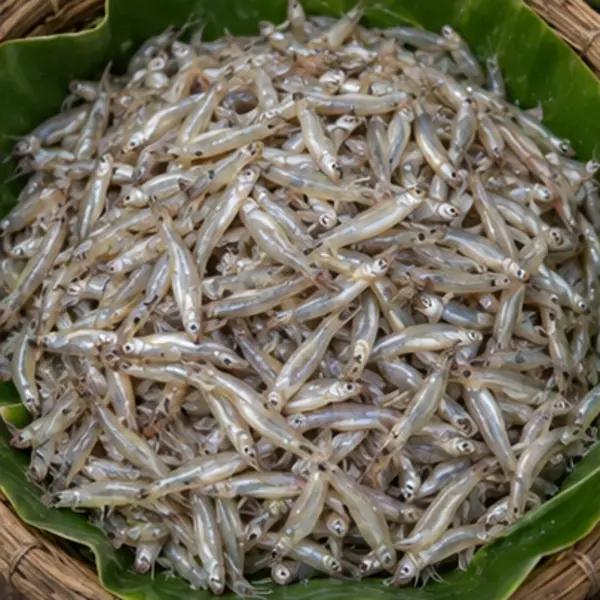কাচকি