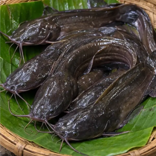 দেশি মাগুর